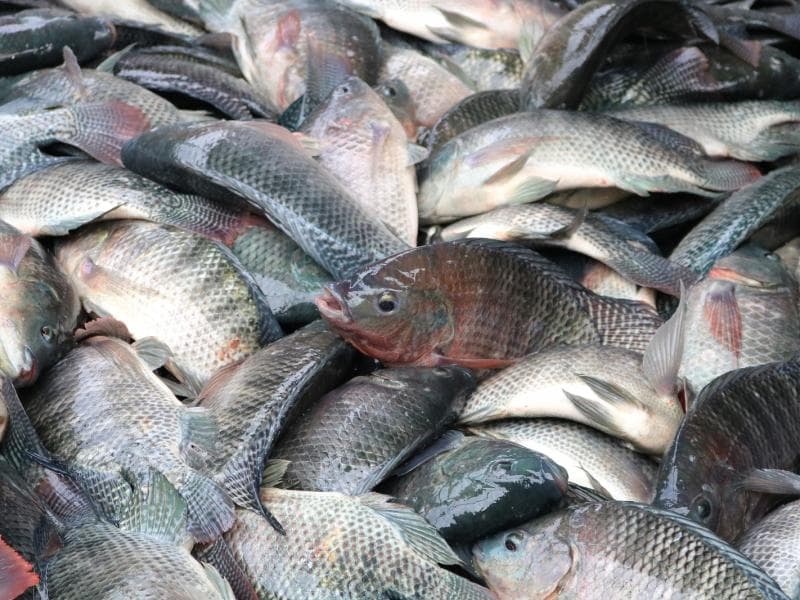 Venda de pescado movimenta Parque de Eventos no fim de semana