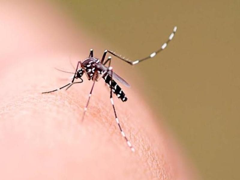 Jaraguá do Sul tem 33 localidades infestadas pelo mosquito da dengue