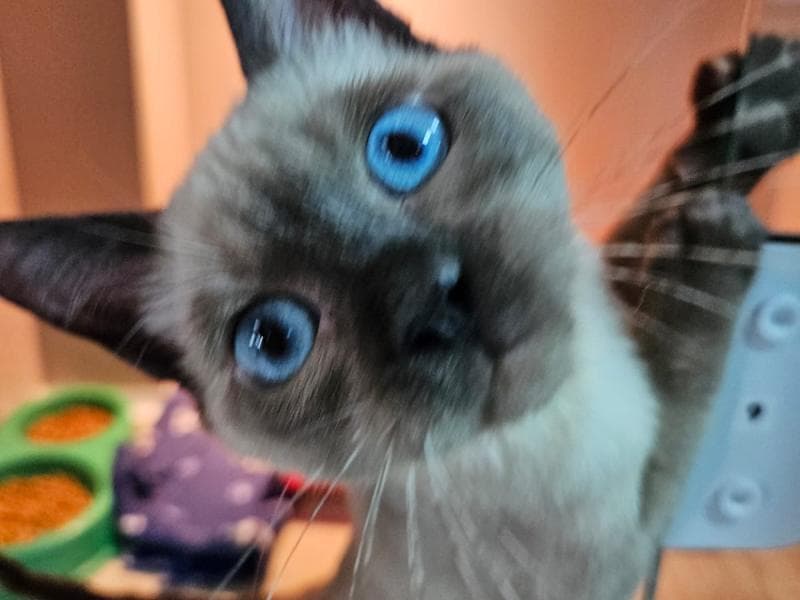 Pets esperam novo lar em nova Feira de Adoção da Fujama